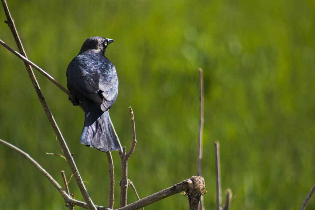 Great-tailed Grackle