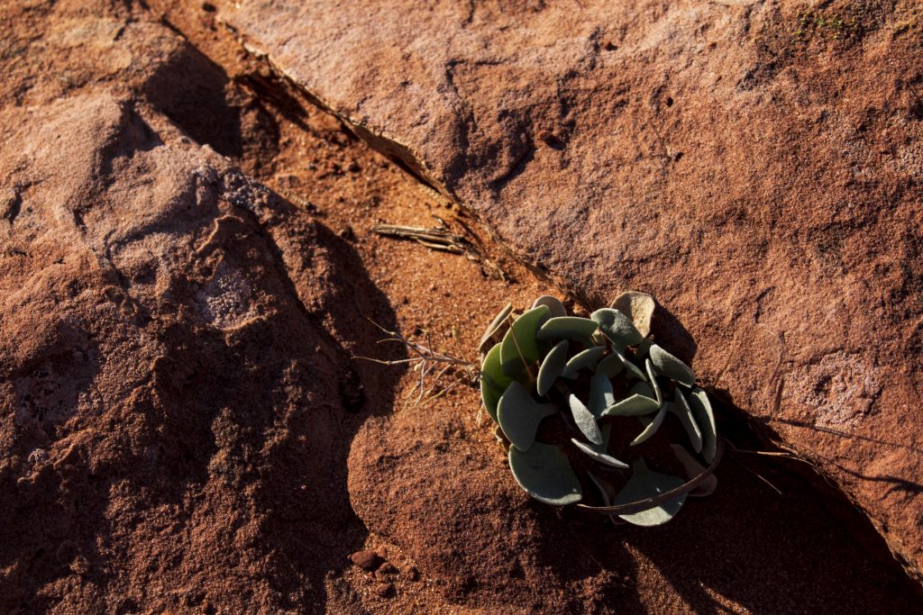 Desert Succulent