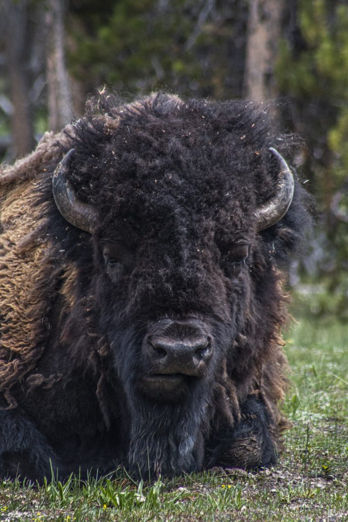 Yellowstone Bison