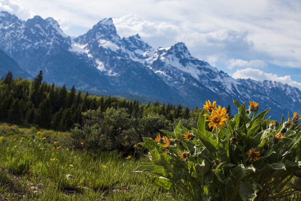 Grand Tetons