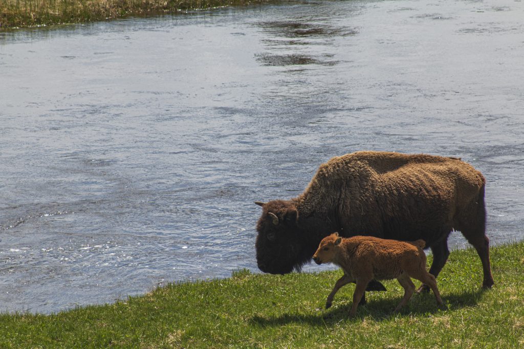 Bison Family