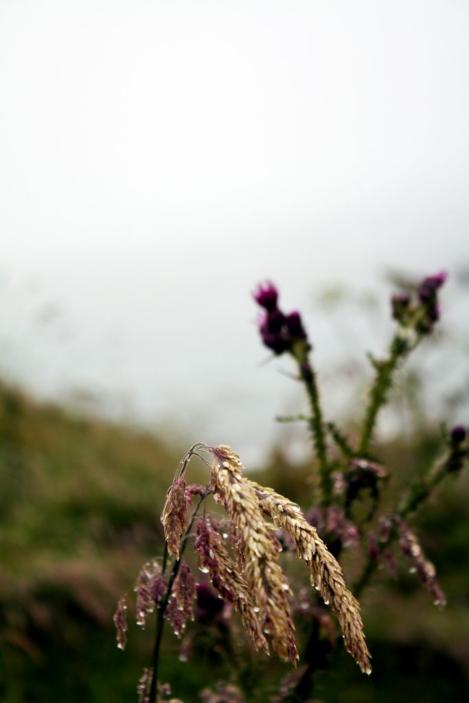 Wilted Scottish Flower